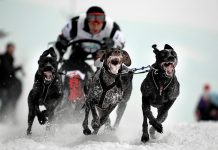 Bikejoring – decydują siła w łapach i psychiczna więź
