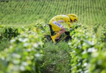 Tour de France 2025: Tadej Pogačar znów bezlitosny dla rywali